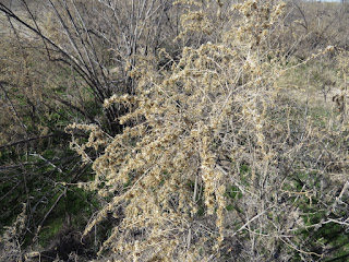 Ambrosia salsola, Burrobush