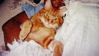 TPO's cat, "Biffy"