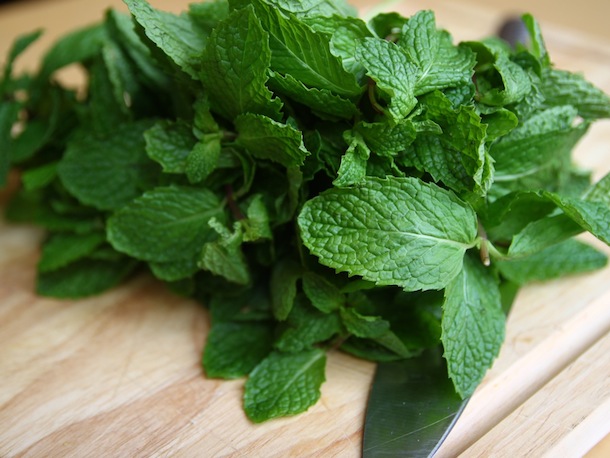 All things guinea pig: Top 7 safe plants for your guinea pigs to eat - Guinea Pig Choosing Safe Plants Near Aspalathus Linearis