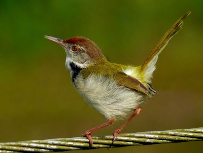 Chim sâu cùng với những thông tin cơ bản về loài chim này