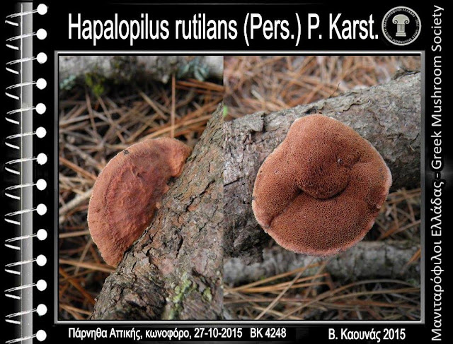 Hapalopilus rutilans (Pers.) P. Karst.