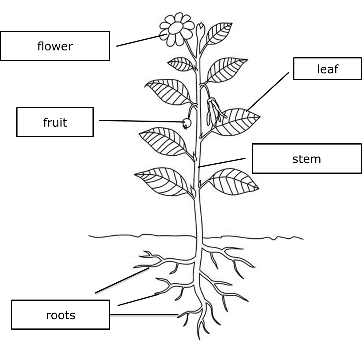 [DIAGRAM] Diagram Of Where Are The Parts Of A Plant - MYDIAGRAM.ONLINE