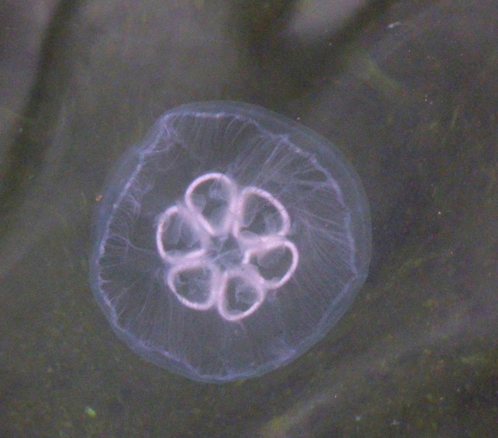 Wild and Wonderful Scottish Jellyfish Sightings 2015