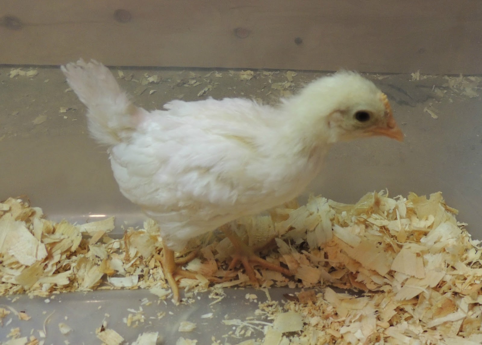 Linn Acres Farm: Chicks at 3 Weeks Old