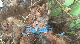 Medical students tortured and killed Monkey Medical students tortured and killed Monkey