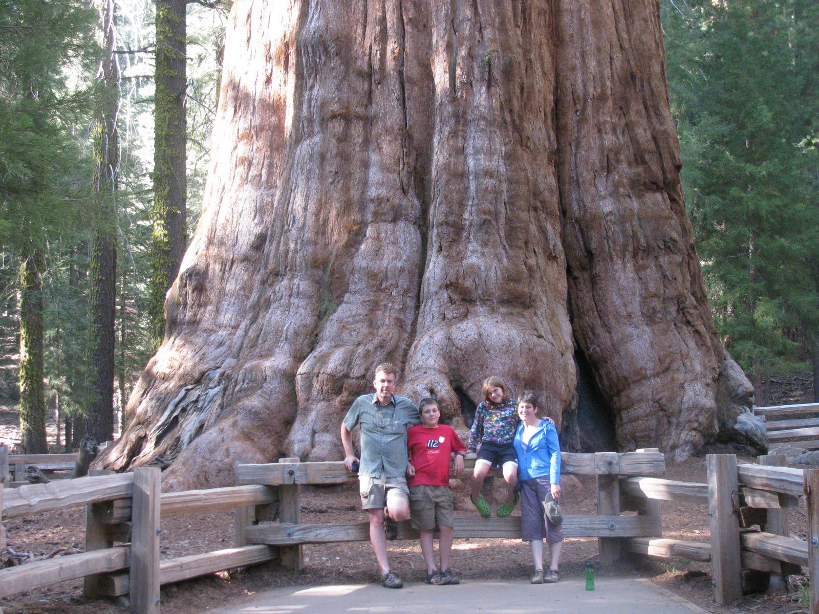 INTERESTING THINGS Do You Know ?? WORLD's BIGGEST TREE
