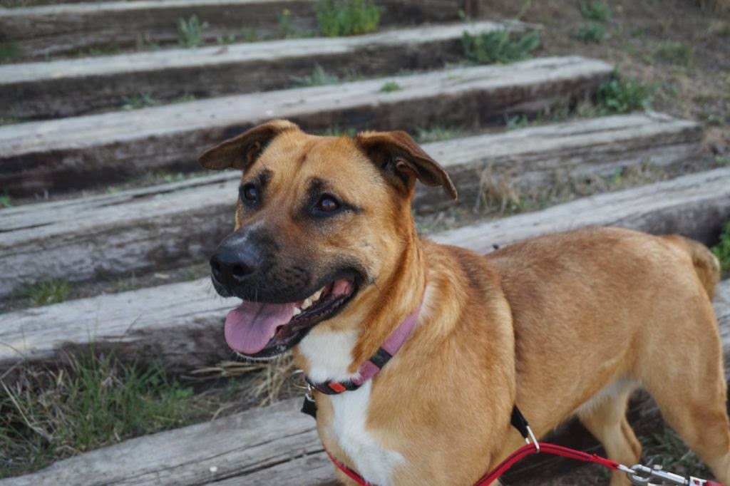 gestromte_hunde — Mein Leben mit Hund