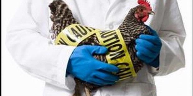 Varian Baru Virus Flu Burung Ditemukan di Indonesia