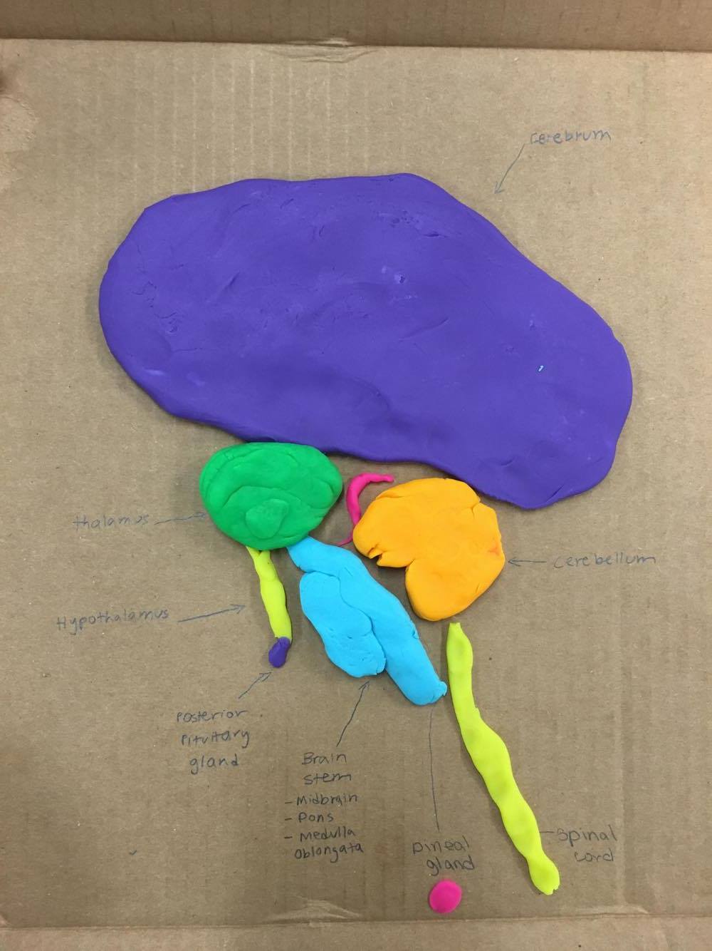 Theron's Anatomy/Physiology Record Clay Brain InClass Model Creation 4/14