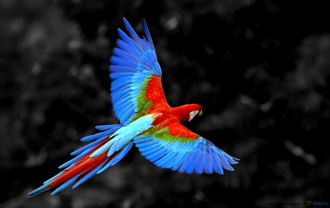 Pretty Parrot Live Wallpaper