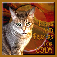 Cody needs purrs and prayers