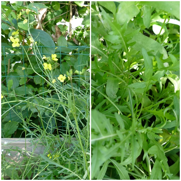 romantischeslandleben Sonniger RucolaSalat (Rezept)