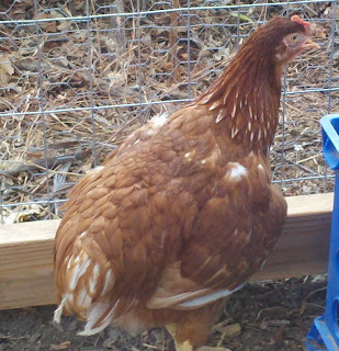Cinnamon Queen, sex link chicken, backyard chickens, chicken