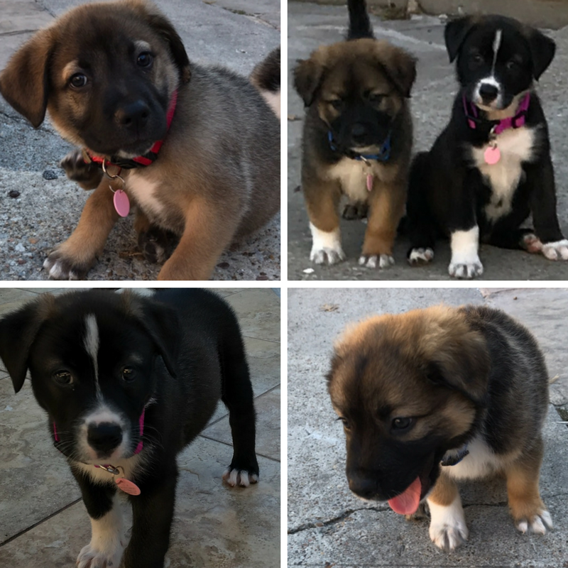 shepherd mix puppies