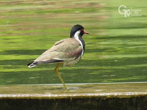 THE RED-WATTLED LAPWING GAURAV PHOTOGRAPHY
