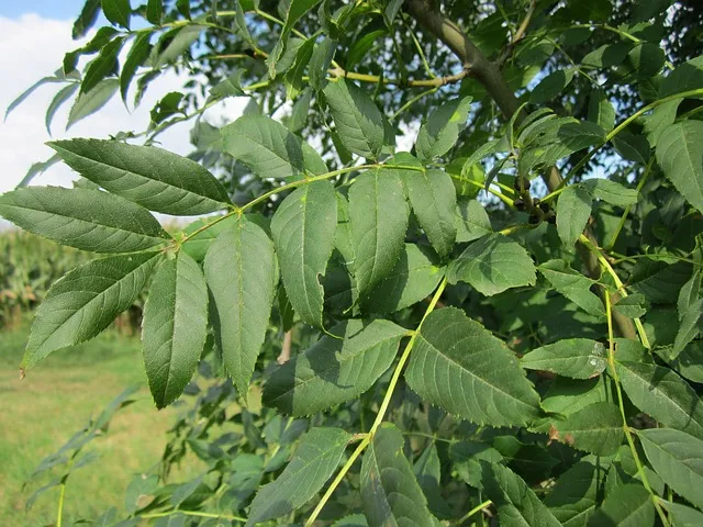 Plantes ornementales : Frêne