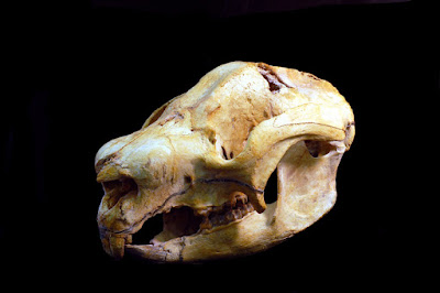 Nimbadon skull