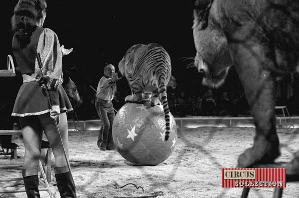 Un tigre de Teresa et Henry Warwzyniak en équilibre sur une boule