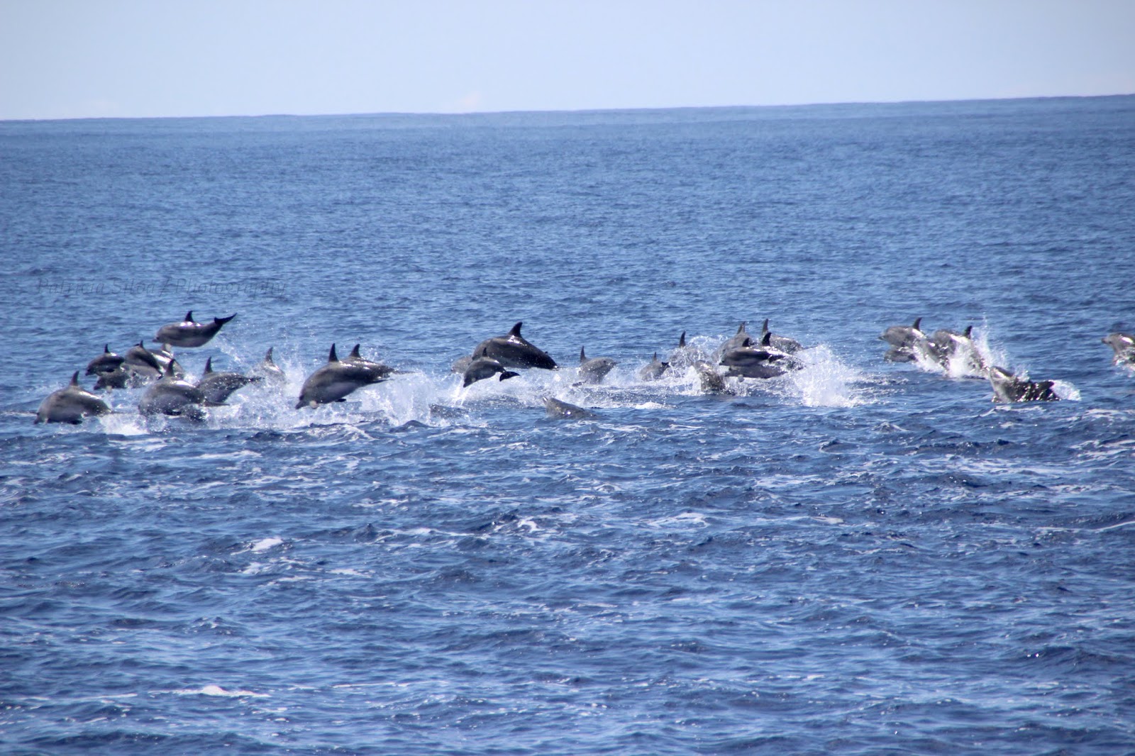 a group of Azores dolphins jumping arround