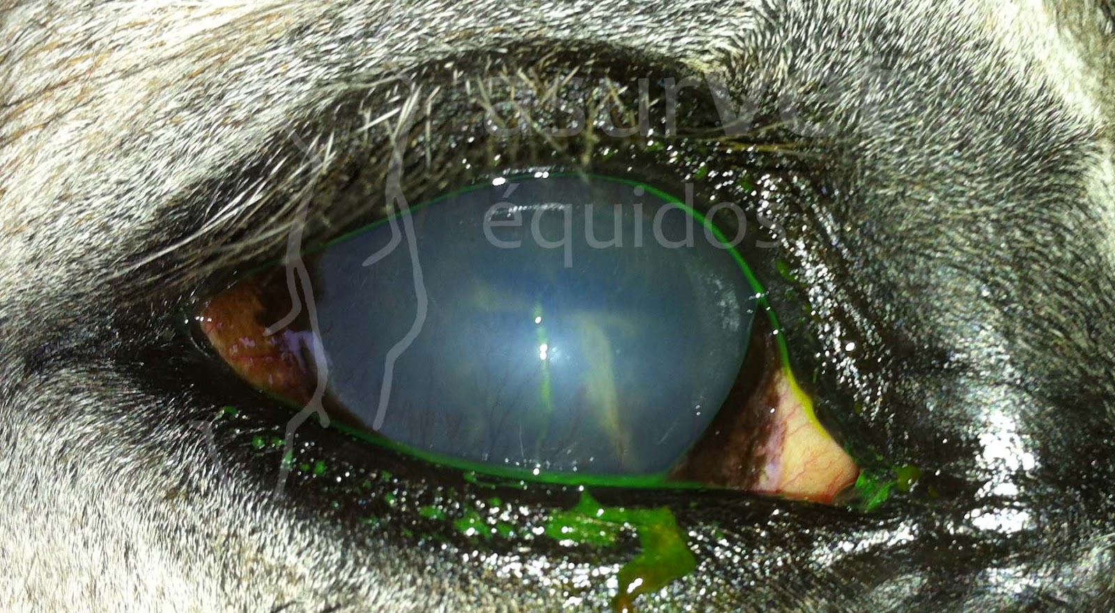 asurvet équidos Uveitis Recurrente Equina