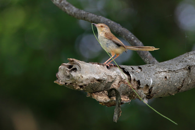 Plain Prinia collecting nest materials