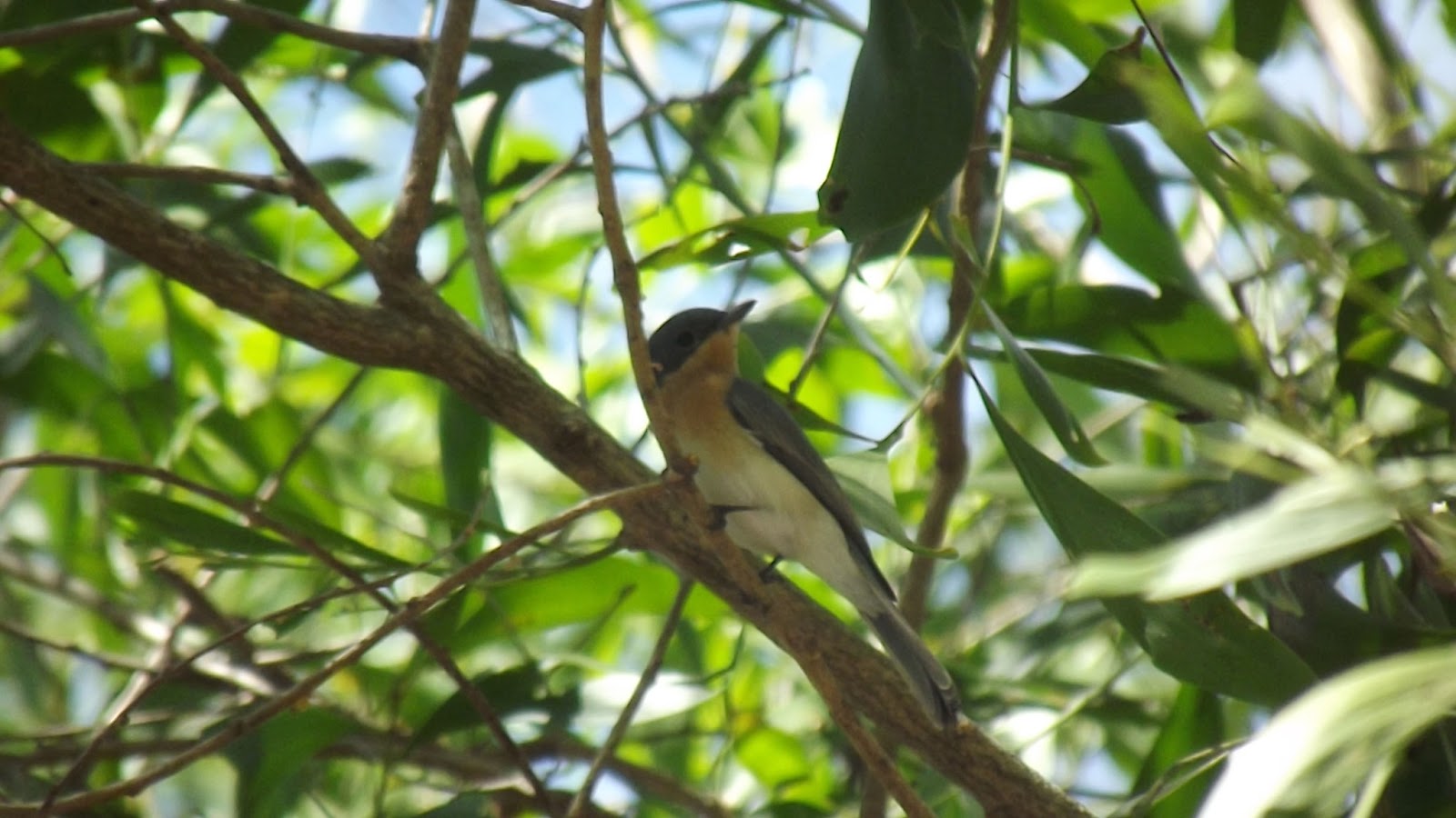 Banjo's Wildlife Pictures Mertons Water Monitor, Whistling Kite, and