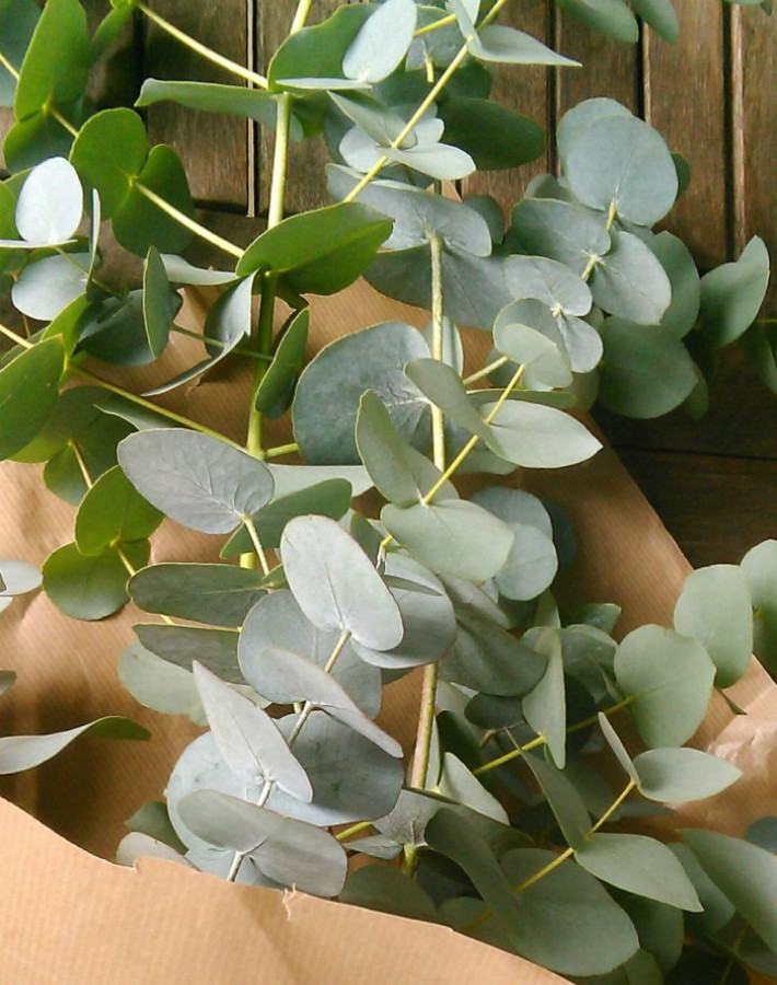 Conservar Y Mantener El Olor De Las Ramas De Eucalipto