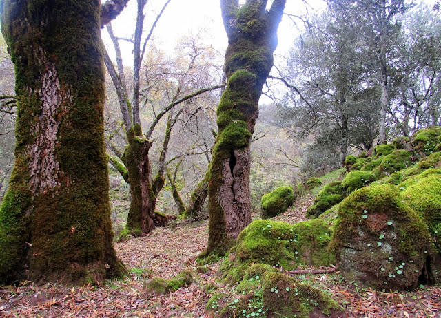 Bosque en la ruta Gargantilla en Cabañeros