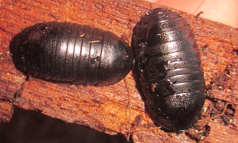 Hisserdude's Roaches Corydidarum%25231