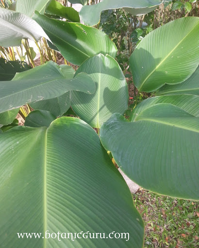 Calathea lutea, Cuban Cigar leaves