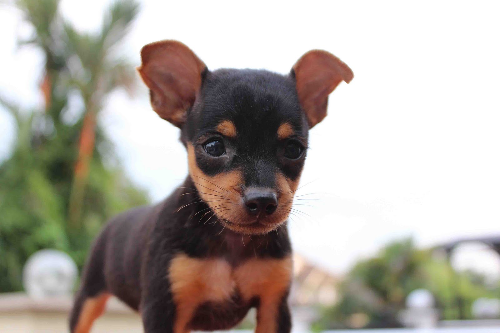 LovelyPuppy Mini Pinscher Puppies RM299