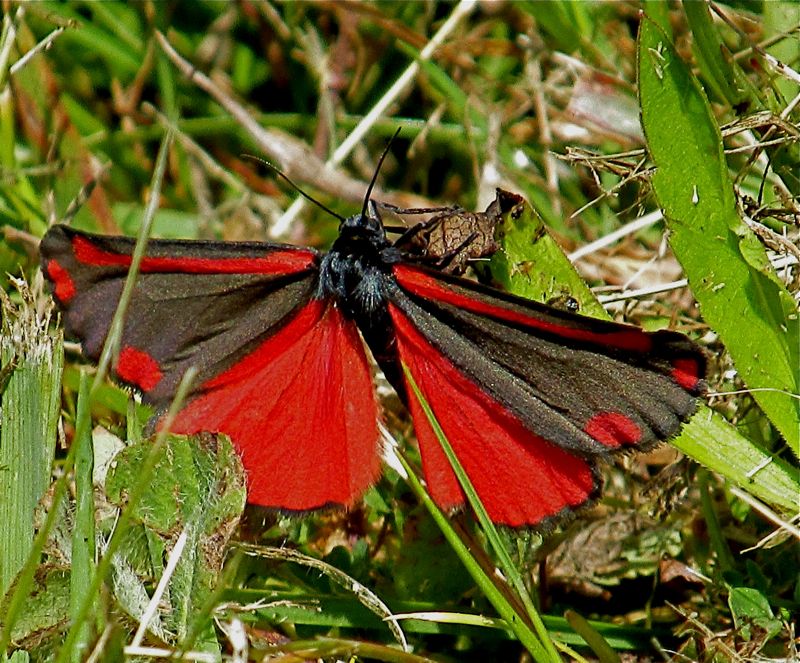 Travel With Whippets Three Capes Scenic Drive, Oregon
