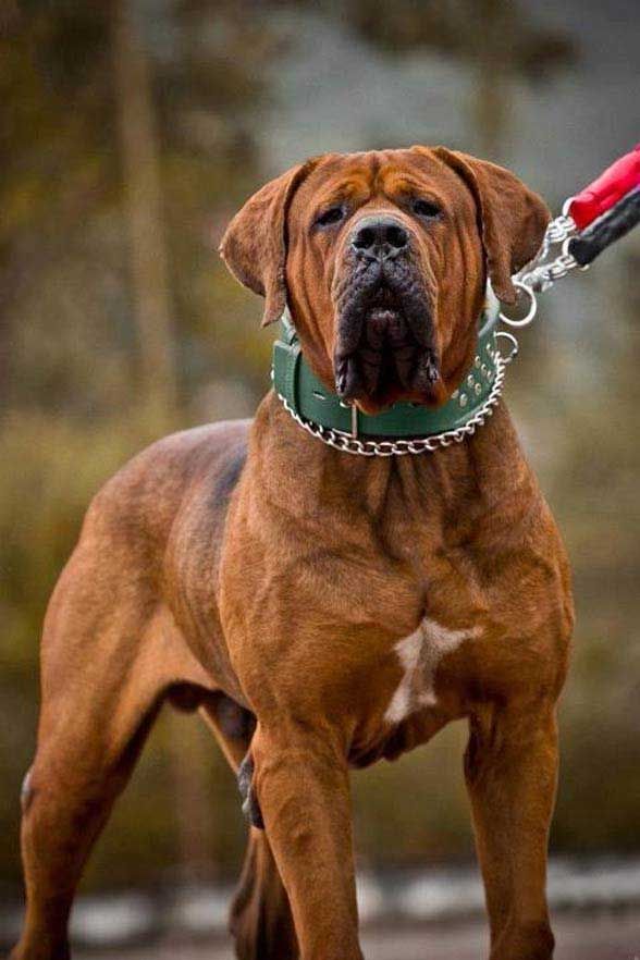 KONULOJİ DÜNYANIN EN GÜÇLÜ 15 KÖPEK IRKI