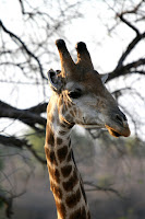 Giraffe close-up profile