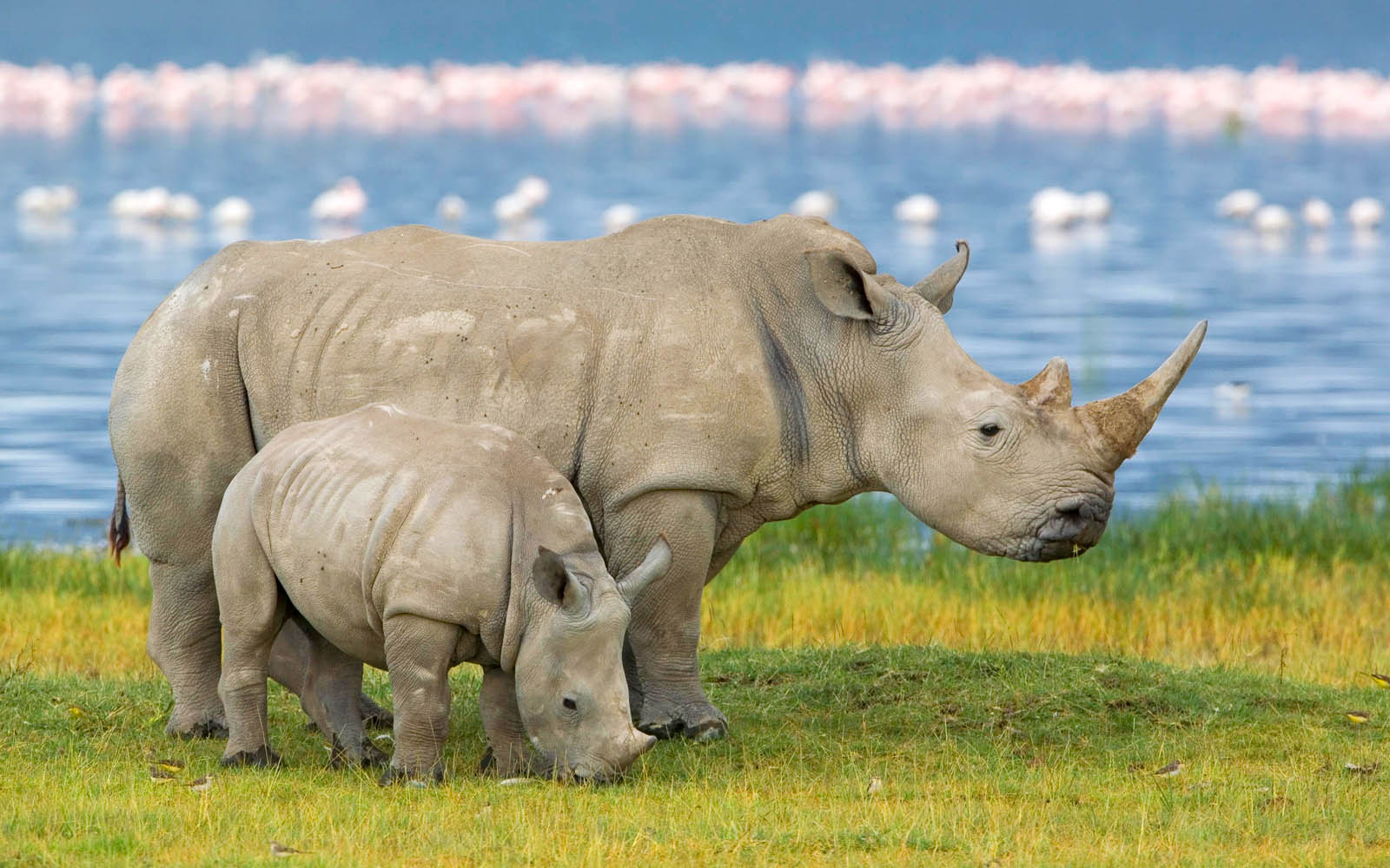 Tag: Rhinoceros Wallpapers, Backgrounds, Photos,Images and Pictures ...