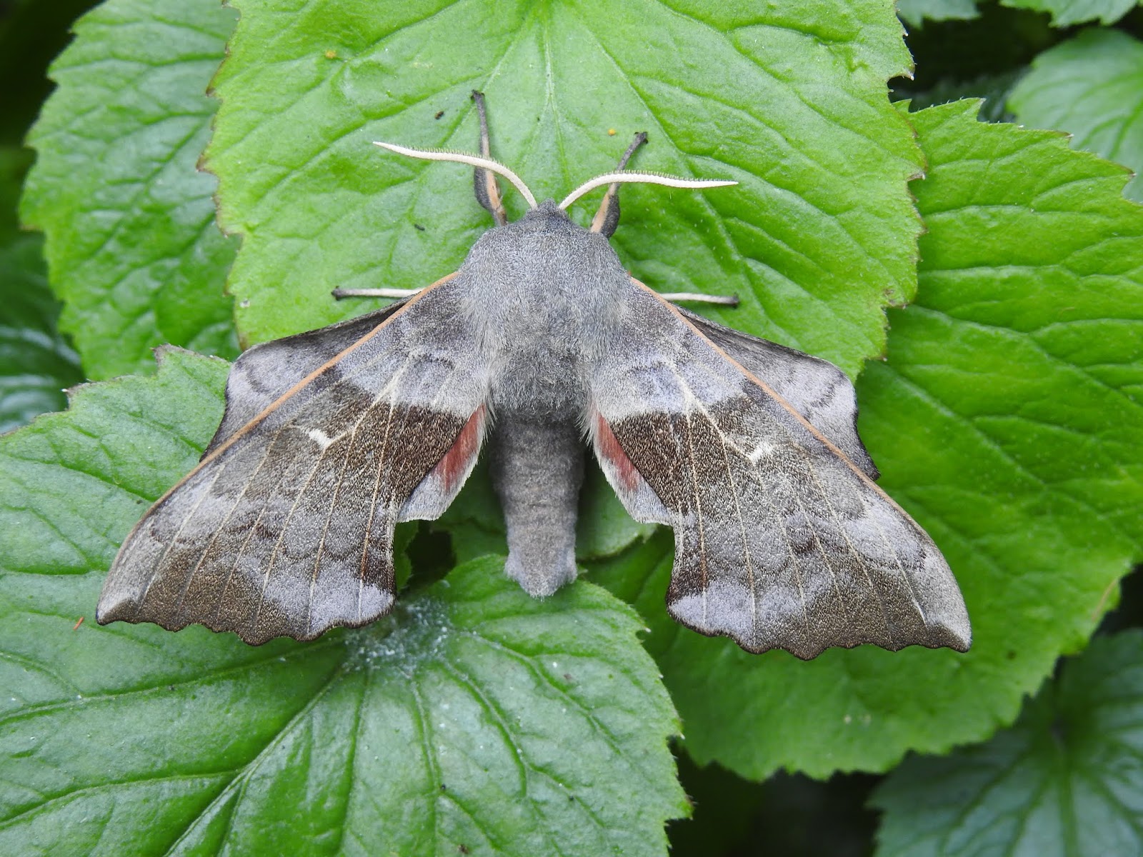 The Hairy Birder Moths