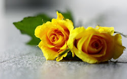 yellow rose wallpapers backgrounds roses flowers desktop