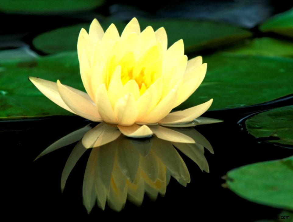Love S First Bloom Lotus Flower Pics Desktop Wallpapers Photos