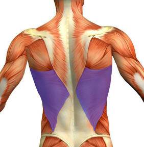 M Latissimus Dorsi прикрепление
