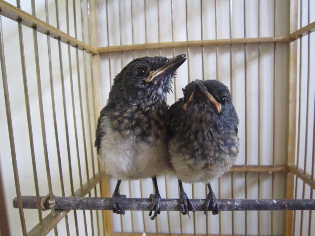 Các loại mồi tươi tốt nhất cho chim Chích Chòe lửa | Pet Mart