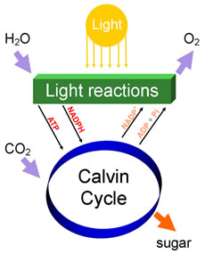 Calvin cycle