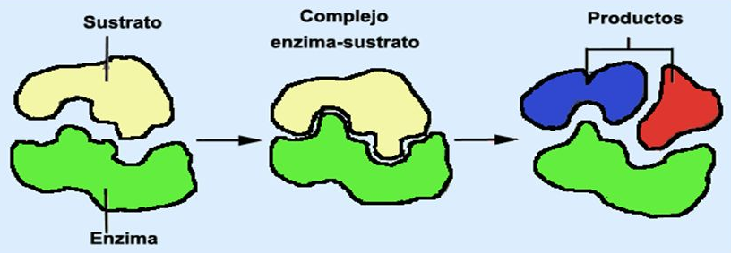 Bioquímica Mecanismos De Las Enzimas