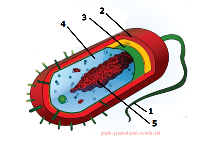 Perhatikan gambar  struktur  sel bakteri  berikut Kapsul 