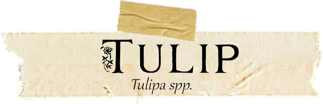 Magical and Medicinal Uses of Tulip. Includes FREE BOS page!