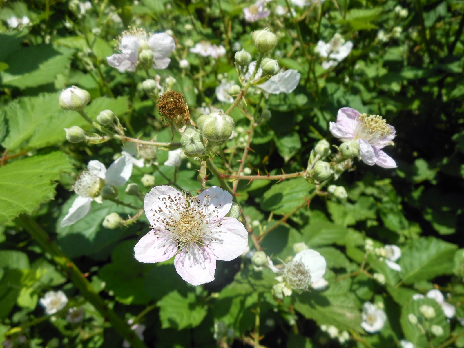 The Berry Blog Blackberries