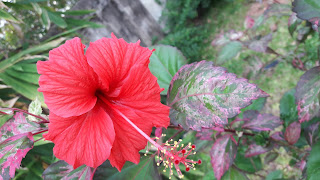 Red Hibiscus