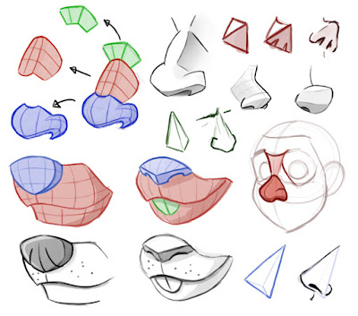 Learning drawing principles: nose