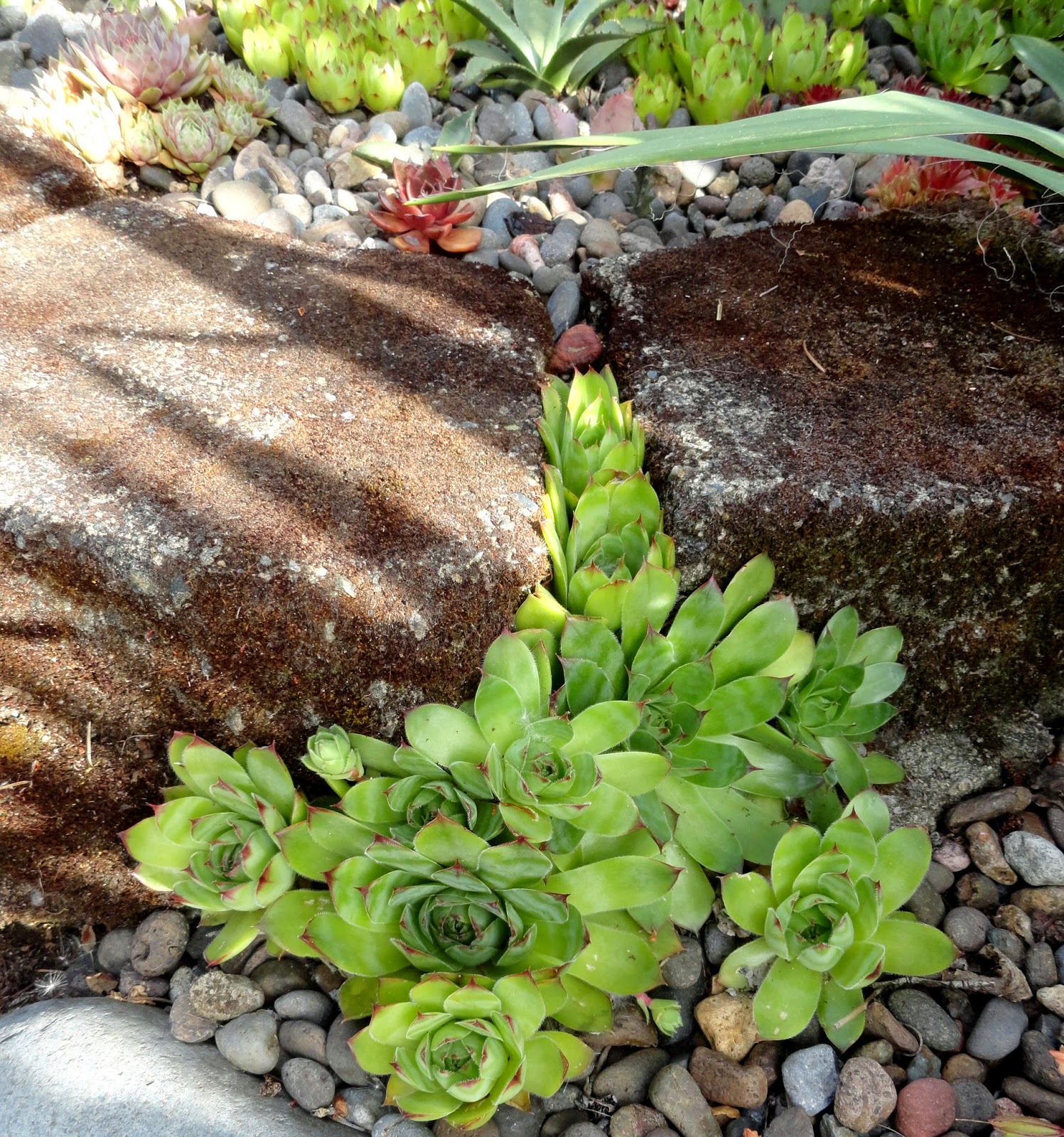 danger garden: Sempervivum 'Red Rubin' is my favorite plant in the ...