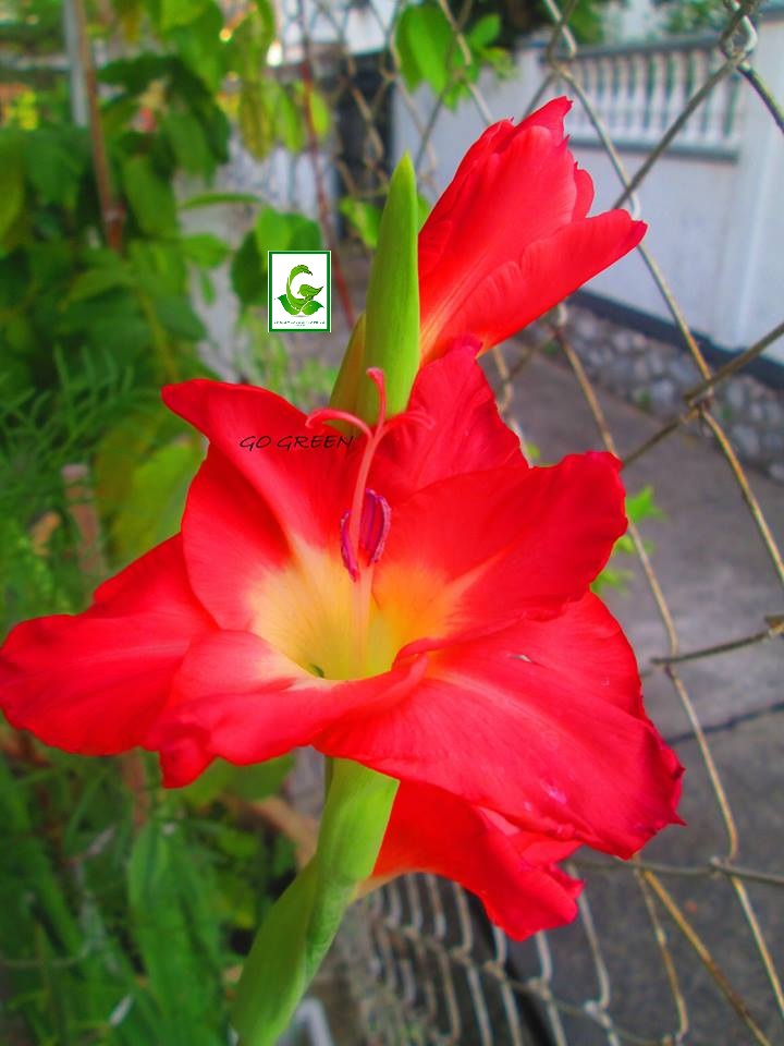 Seeds For Sale Online GLADIOLUS bulbs for sale