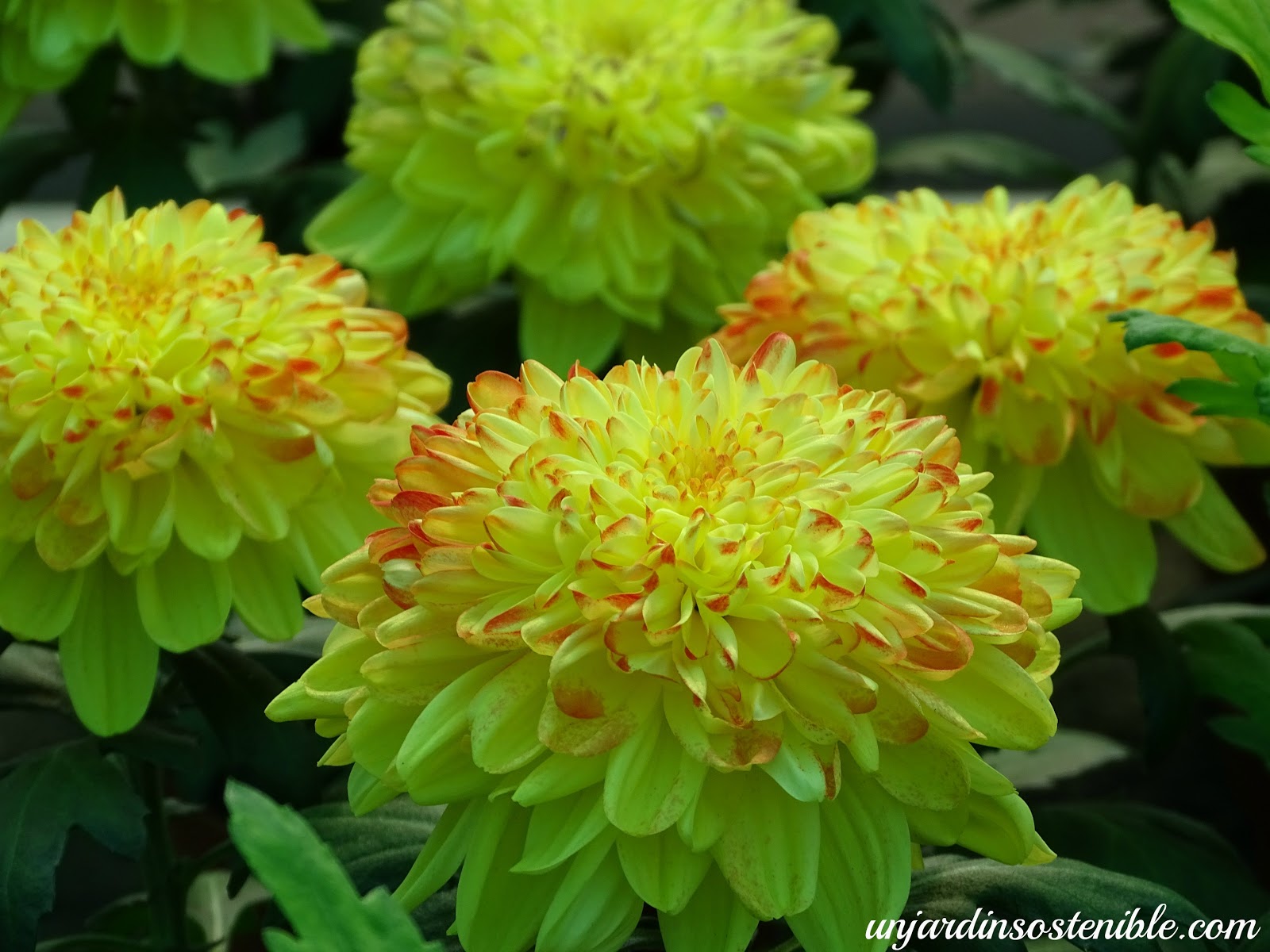 Crysanthemum sp (Crisantemo)